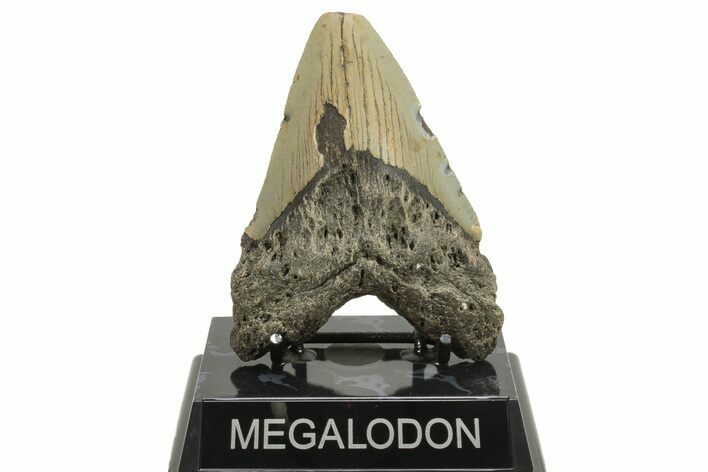 Serrated, Fossil Megalodon Tooth - North Carolina #294543